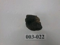 犀牛腿骨化石(模)藏品圖，第1張